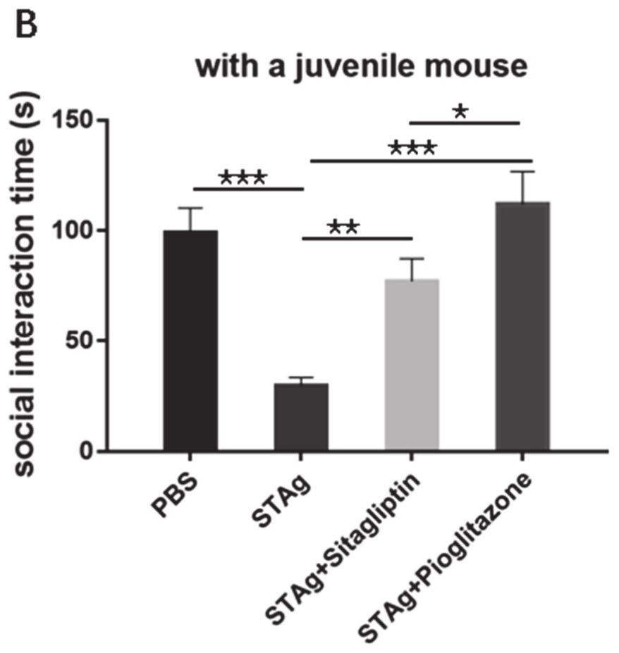 Construction method of autism animal model and corresponding application