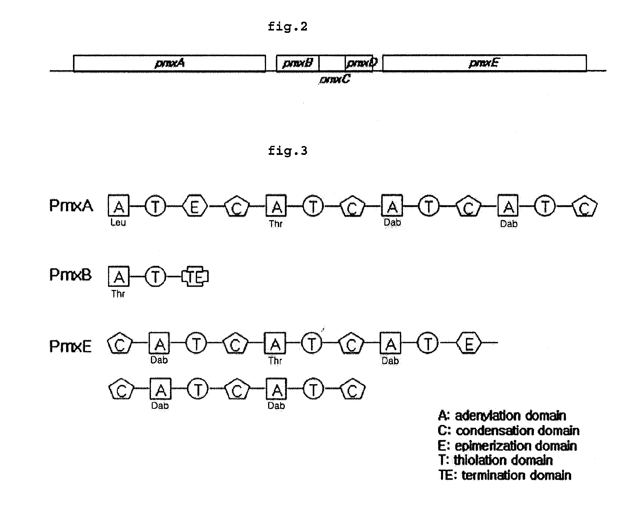 Polymyxin Synthetase and Gene Cluster Thereof