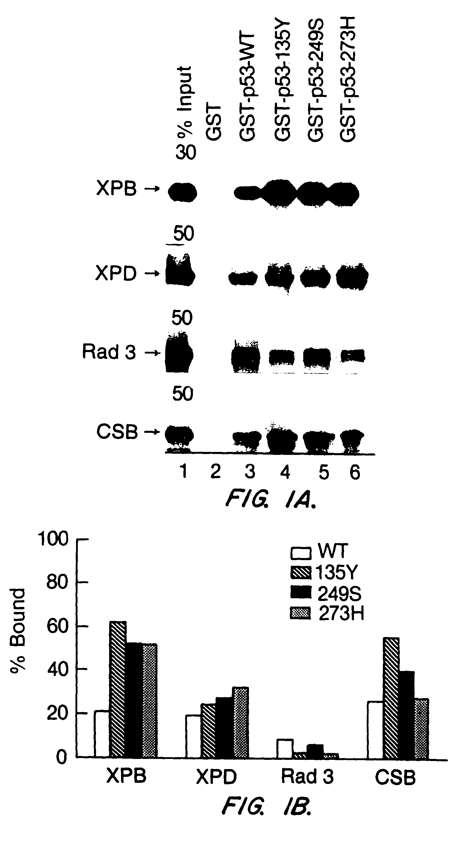 Screening assays for compounds that cause apoptosis