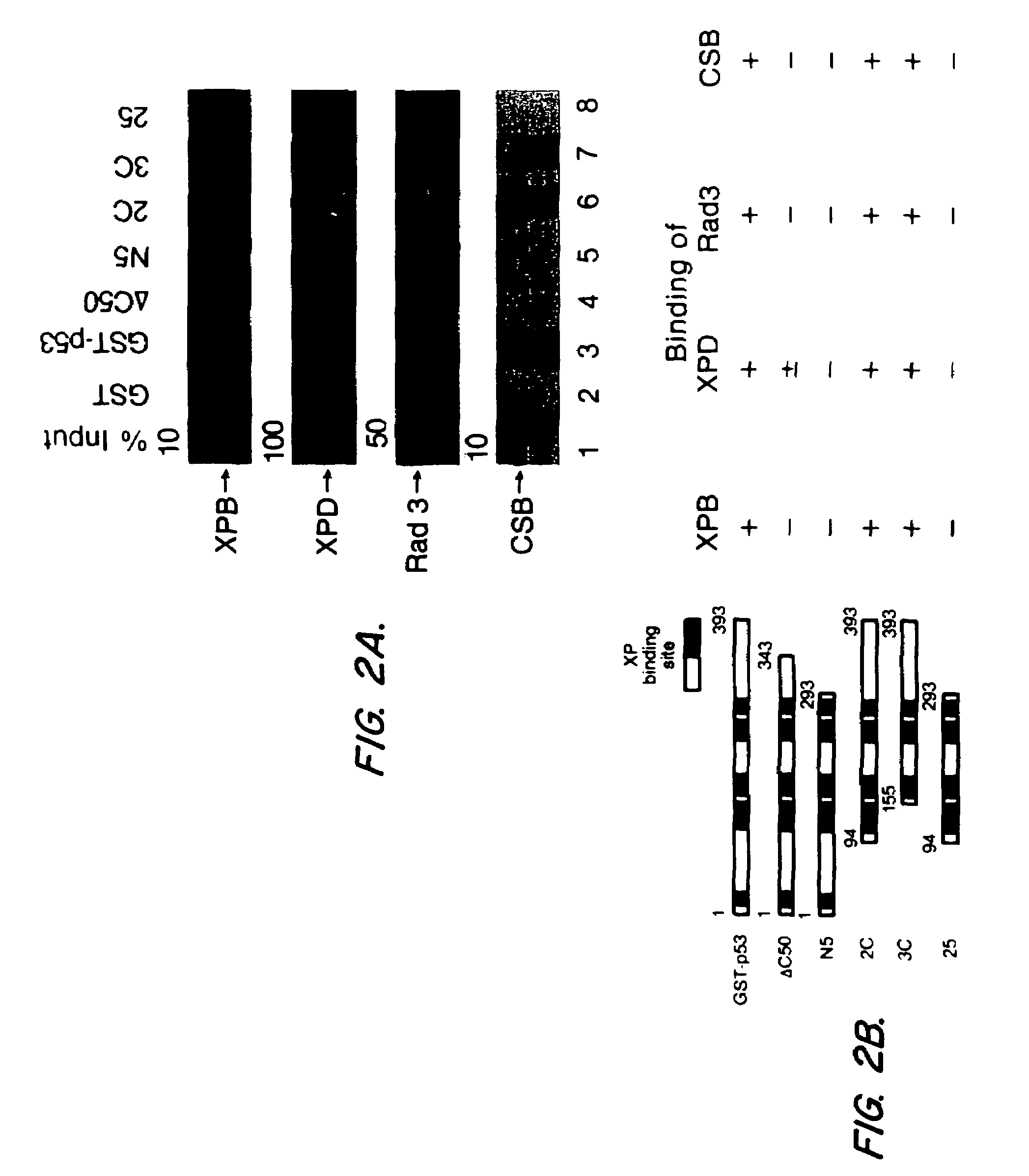 Screening assays for compounds that cause apoptosis