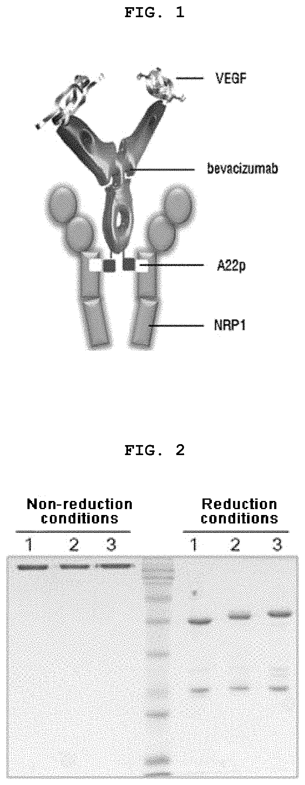 Pharmaceutical composition containing, as active ingredient, fusion protein in which tumor-penetrating peptide and anti-angiogenesis agent are fused, for preventing and treating cancer or angiogenesis-related diseases