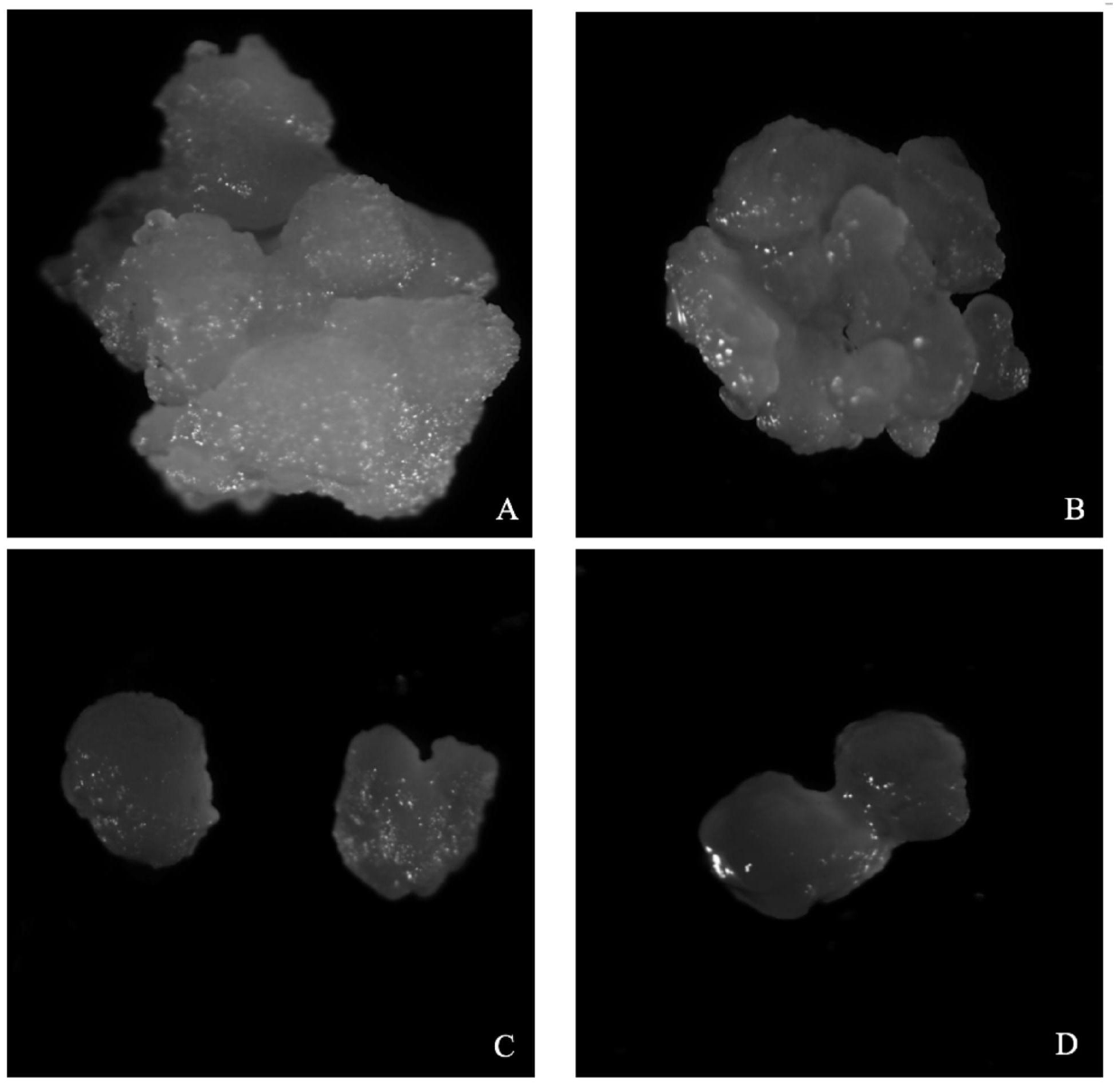 A method for efficiently inducing embryogenic callus of garlic using inflorescence rachis