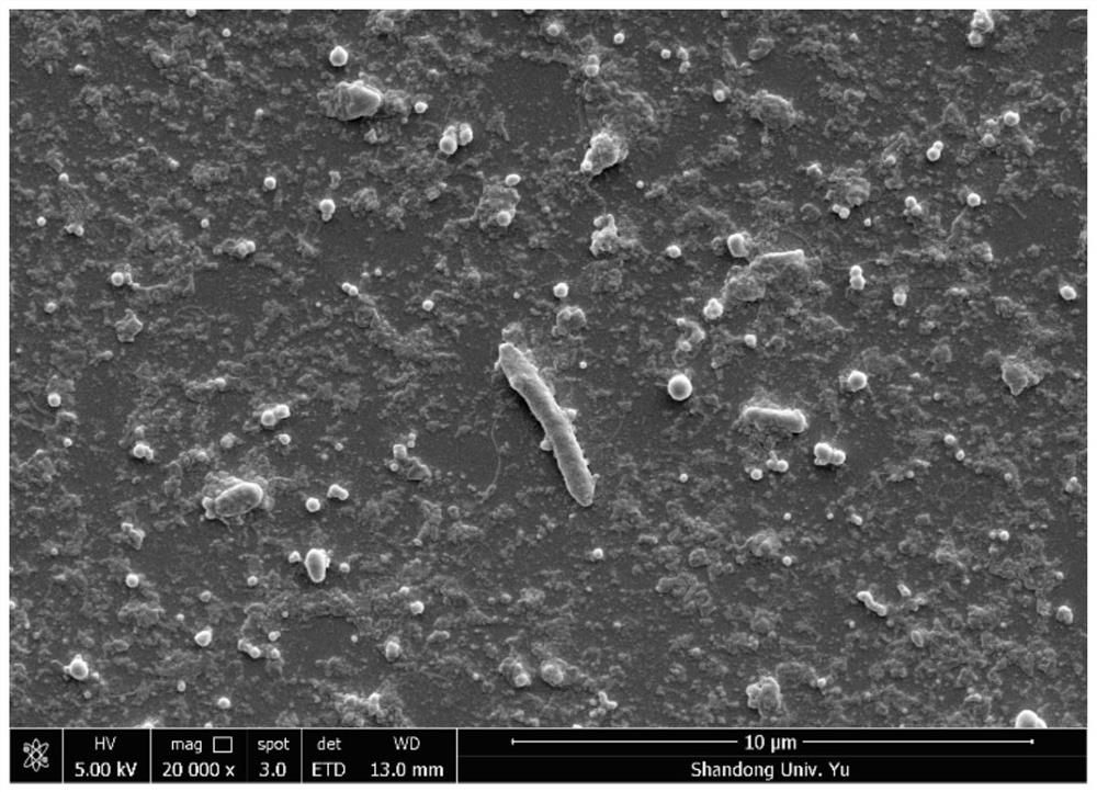 Biological agents and their application to alleviate cadmium stress in leafy vegetable planting soil