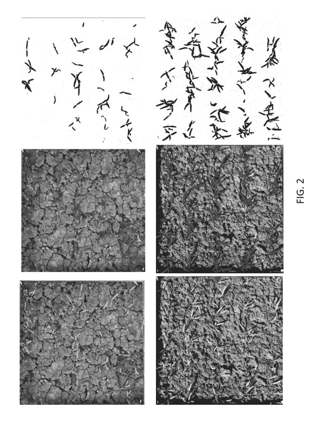 Anti-fungal seed treatment formulations, treated seeds, and methods