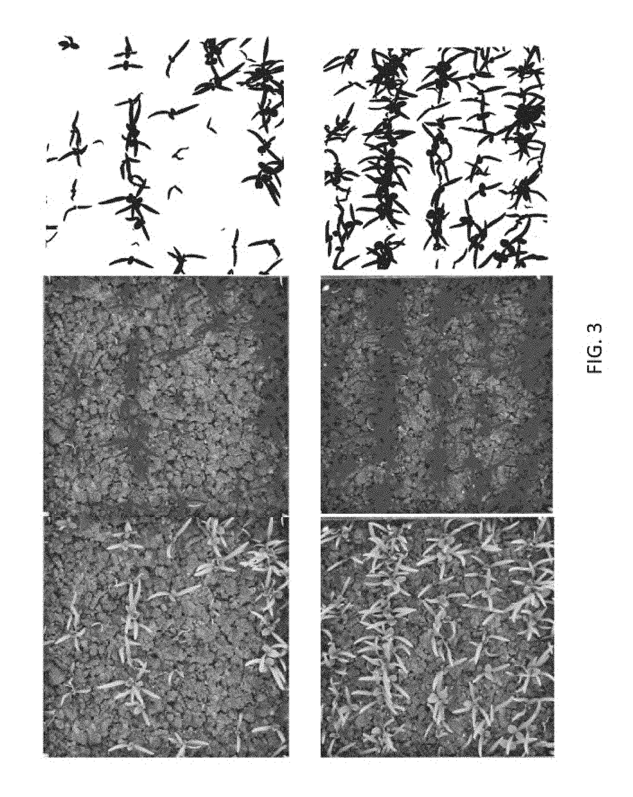 Anti-fungal seed treatment formulations, treated seeds, and methods