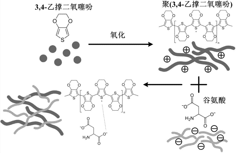 Conductive polymer-amino acid composite coating and preparation method thereof