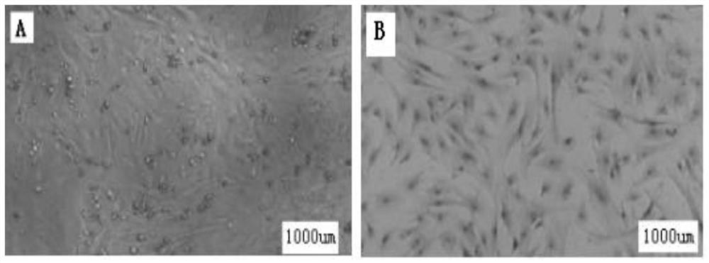 Neonatal bovine testicular sertoli cell immortalized cell line and its establishment method and application