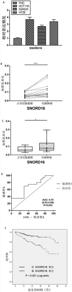 A marker gene snord16 gene and its application