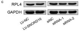 A marker gene snord16 gene and its application