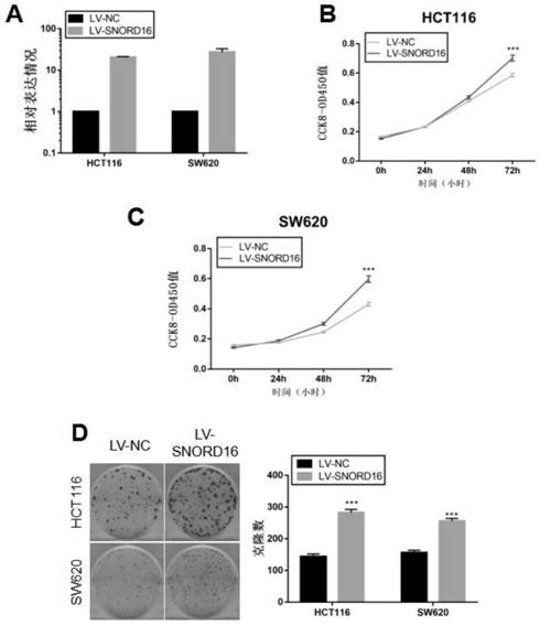 A marker gene snord16 gene and its application