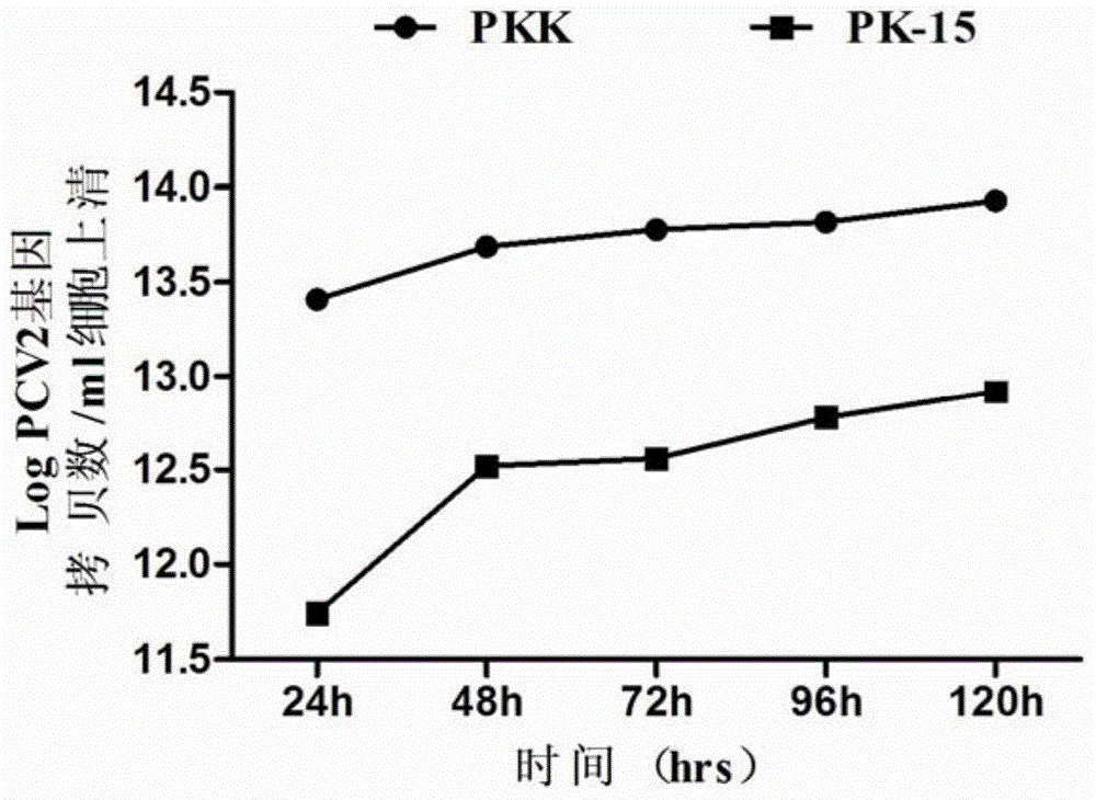 Method of preparing porcine circovirus 2 type sensitive cell line, cell line prepared therethrough, and application of the cell line