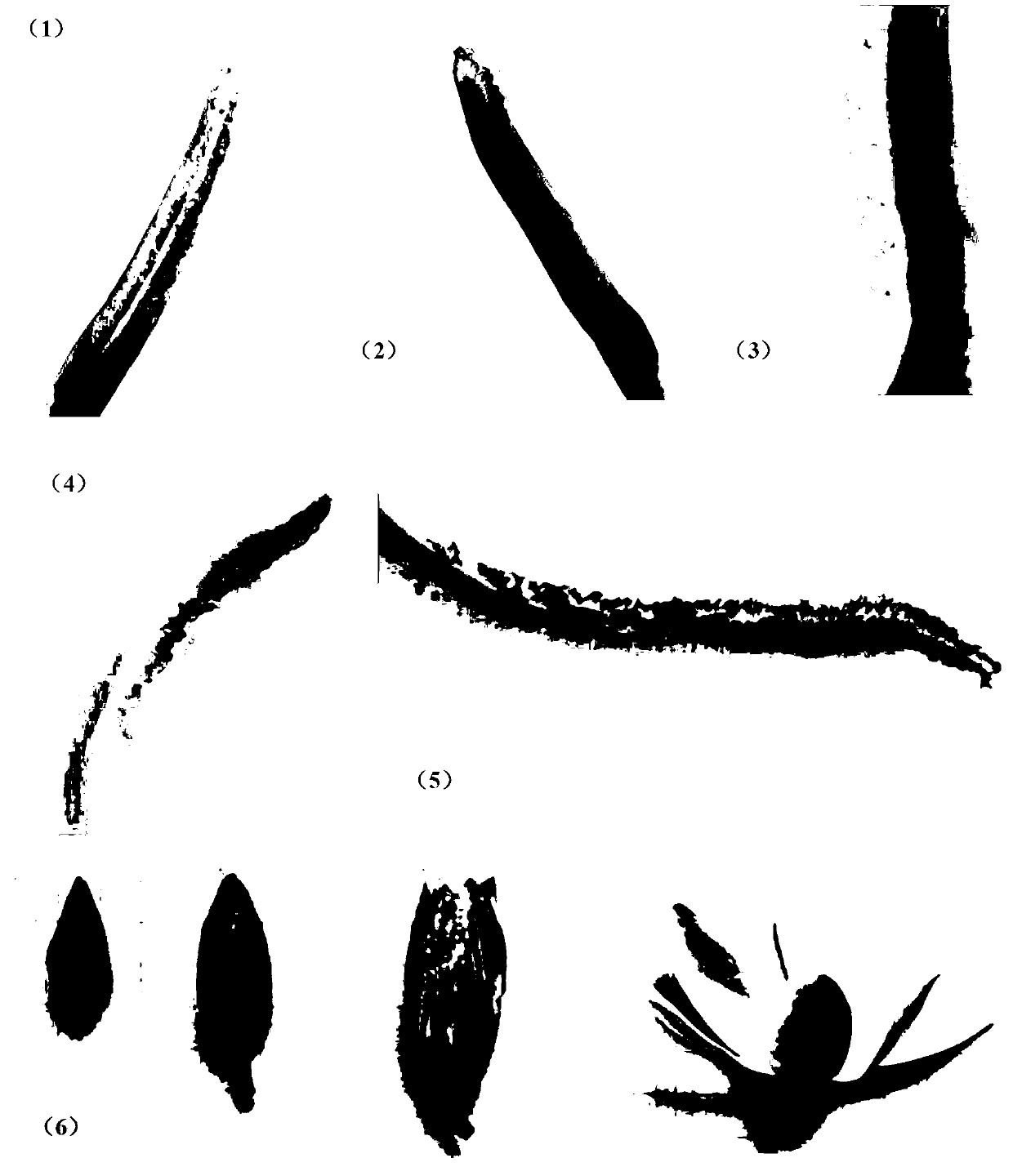 Method for breeding Magnolia grandiflora-magnolia liliiflora hybrid