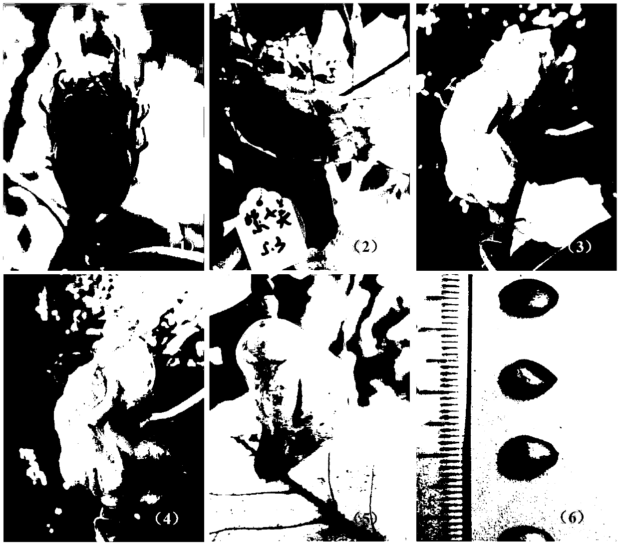 Method for breeding Magnolia grandiflora-magnolia liliiflora hybrid