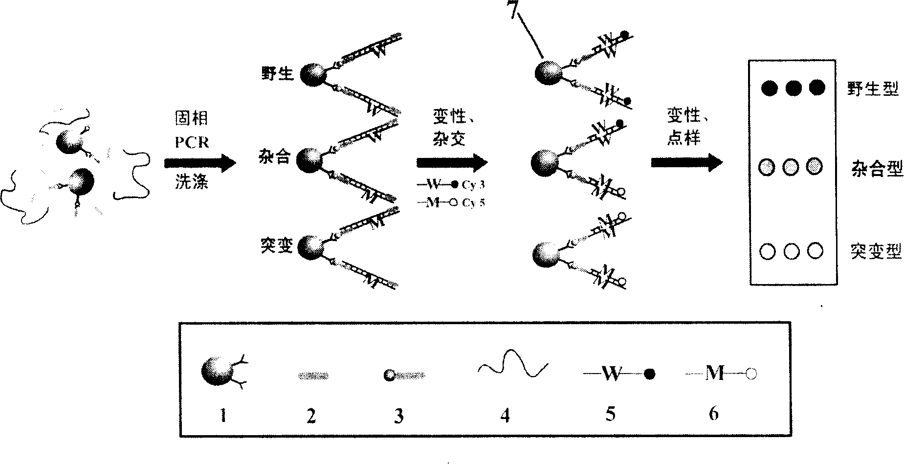 Mononucleotide polymorphism (SNP) high-pass typing method based on magnetic nano particle polymerase chain reaction (PCR)