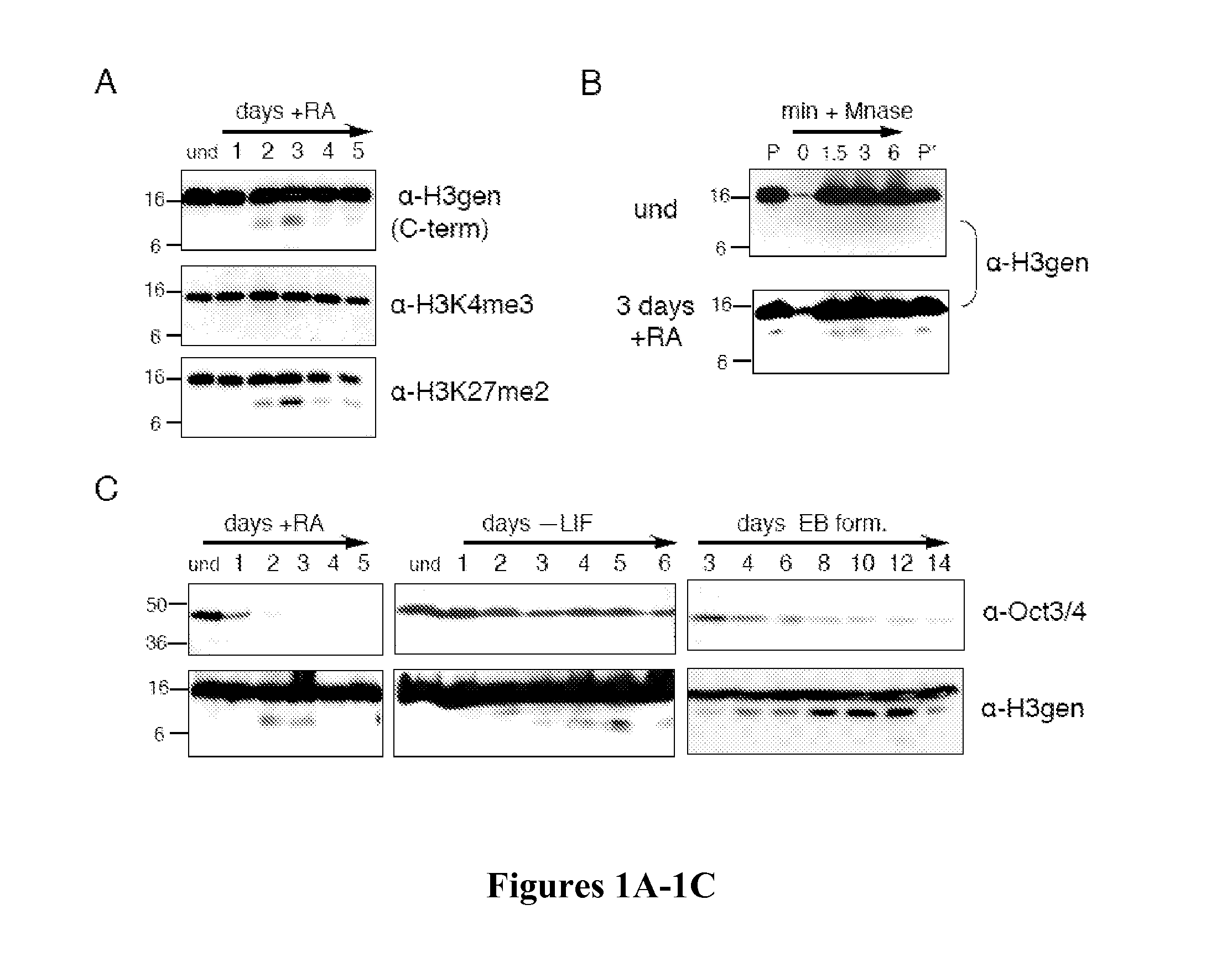 Cathepsin l proteolytically processes histone h3 during mouse embryonic stem cell differentiation