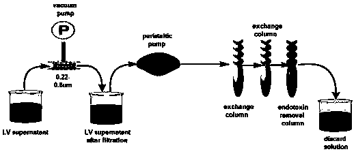 A replication-defective recombinant lentiviral car-t transgene vector targeting mesothelin and its construction method and application