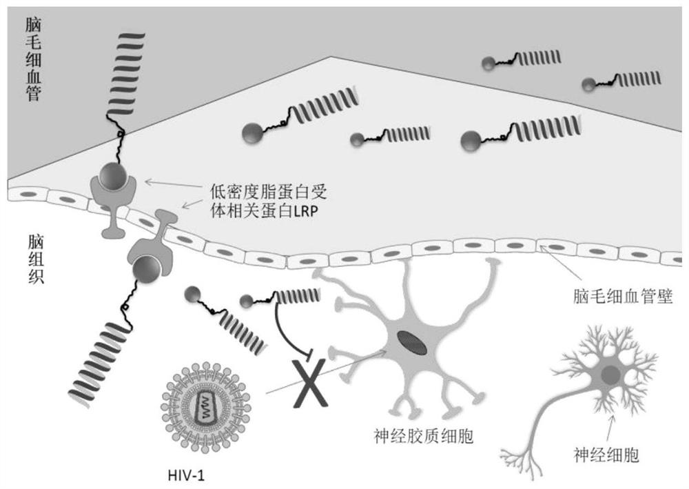 Brain-targeted HIV entry inhibitor polypeptide and application thereof