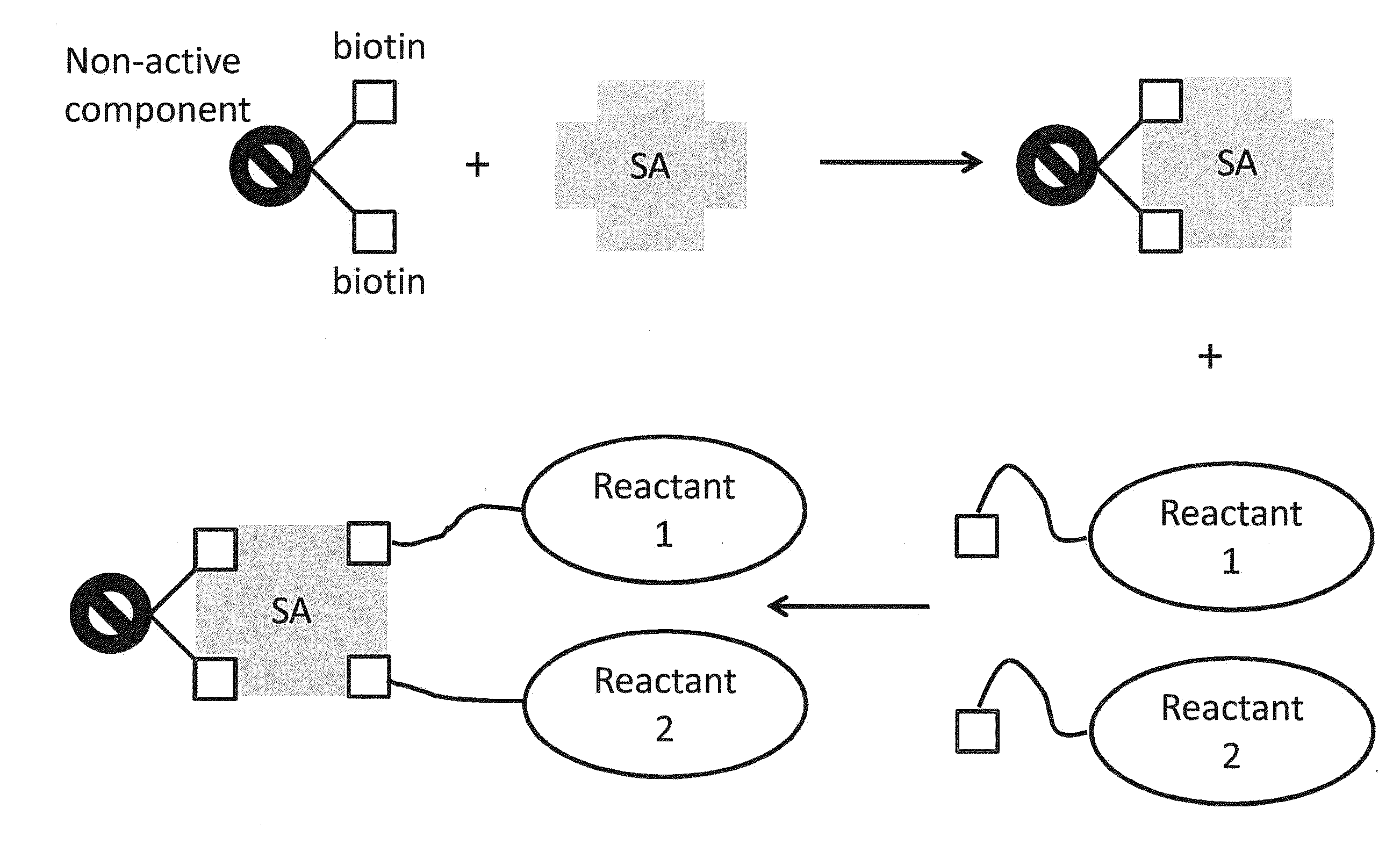 Bis-biotinylation tags