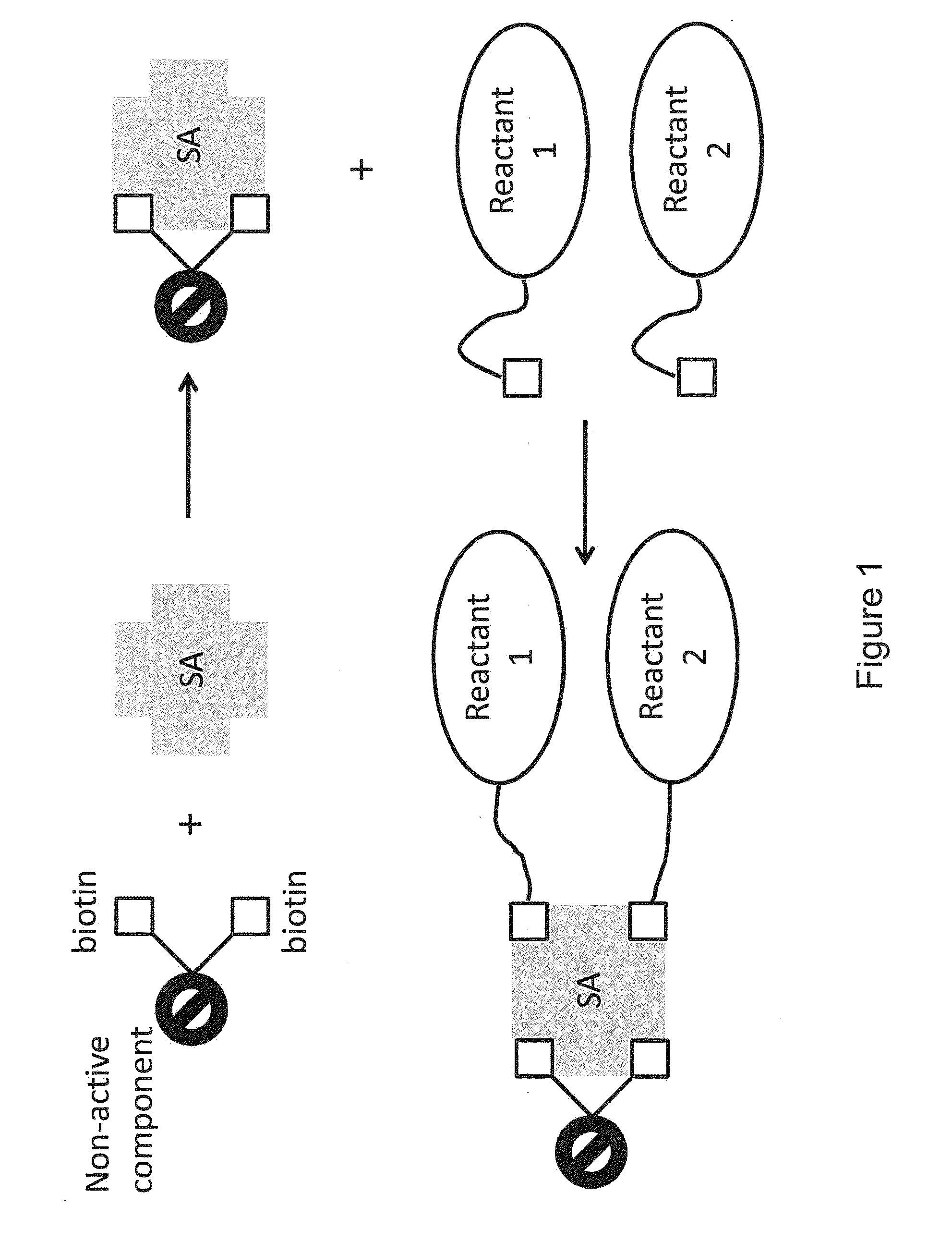 Bis-biotinylation tags