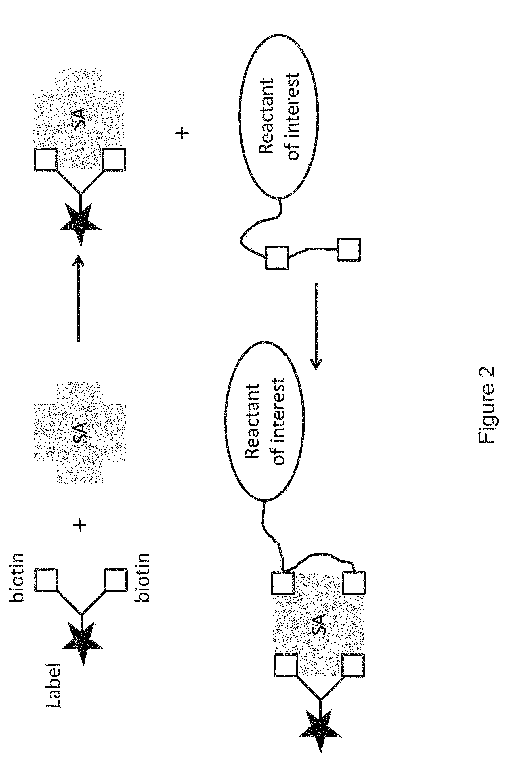 Bis-biotinylation tags