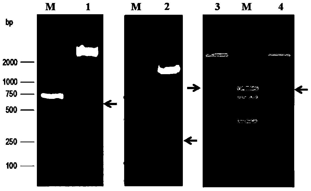 A tumor necrosis factor-related apoptosis-inducing ligand variant and its preparation method and use