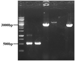 Adenosine engineering bacterium as well as construction method and application thereof