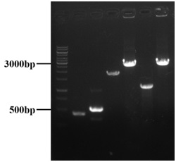 Adenosine engineering bacterium as well as construction method and application thereof