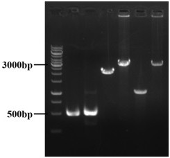 Adenosine engineering bacterium as well as construction method and application thereof