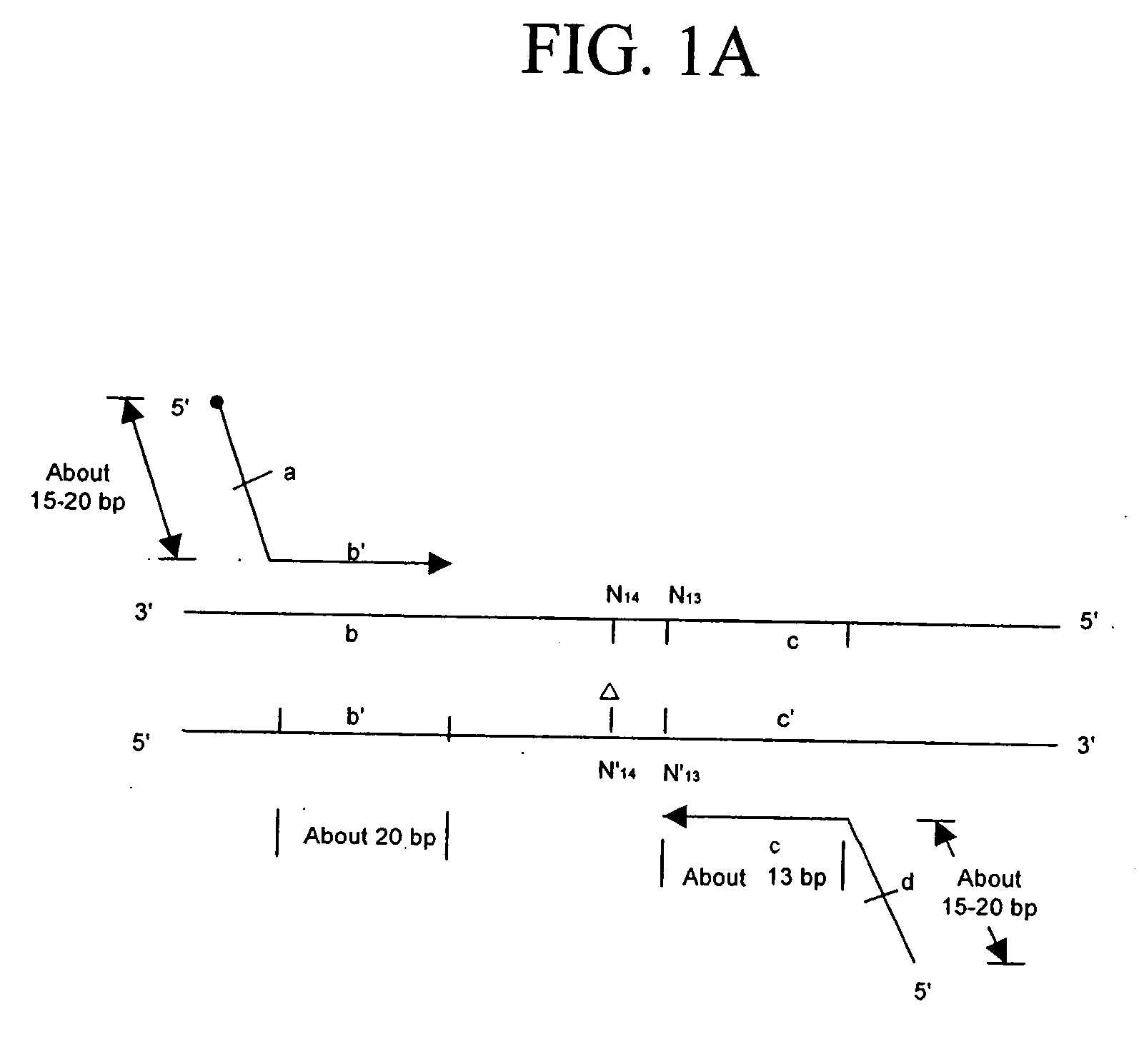 Rapid analysis of variations in a genome