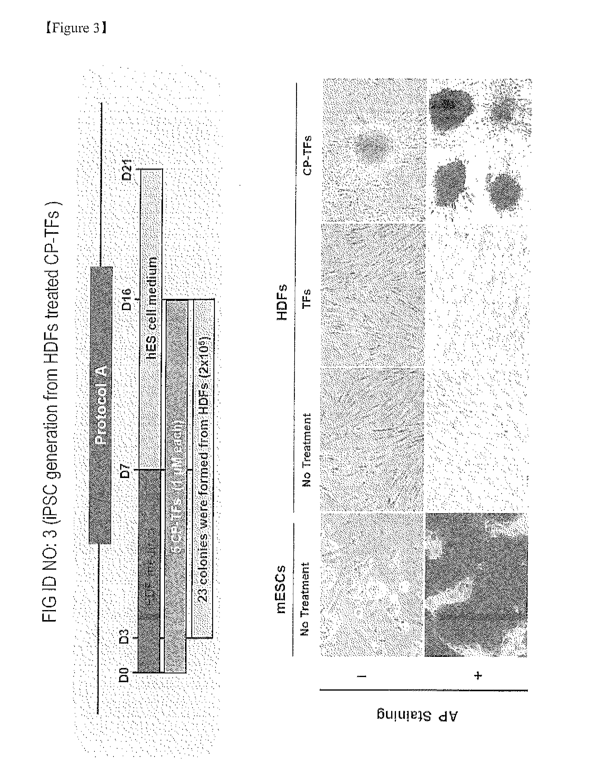 Establishment of induced pluripotent stem cell using cell-permeable reprogramming transcription factor for customized stem cell therapy