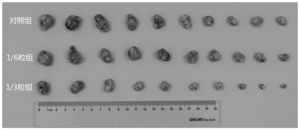 Tetrodotoxin oral preparation, tetrodotoxin freeze-dried tablet and application of tetrodotoxin oral preparation