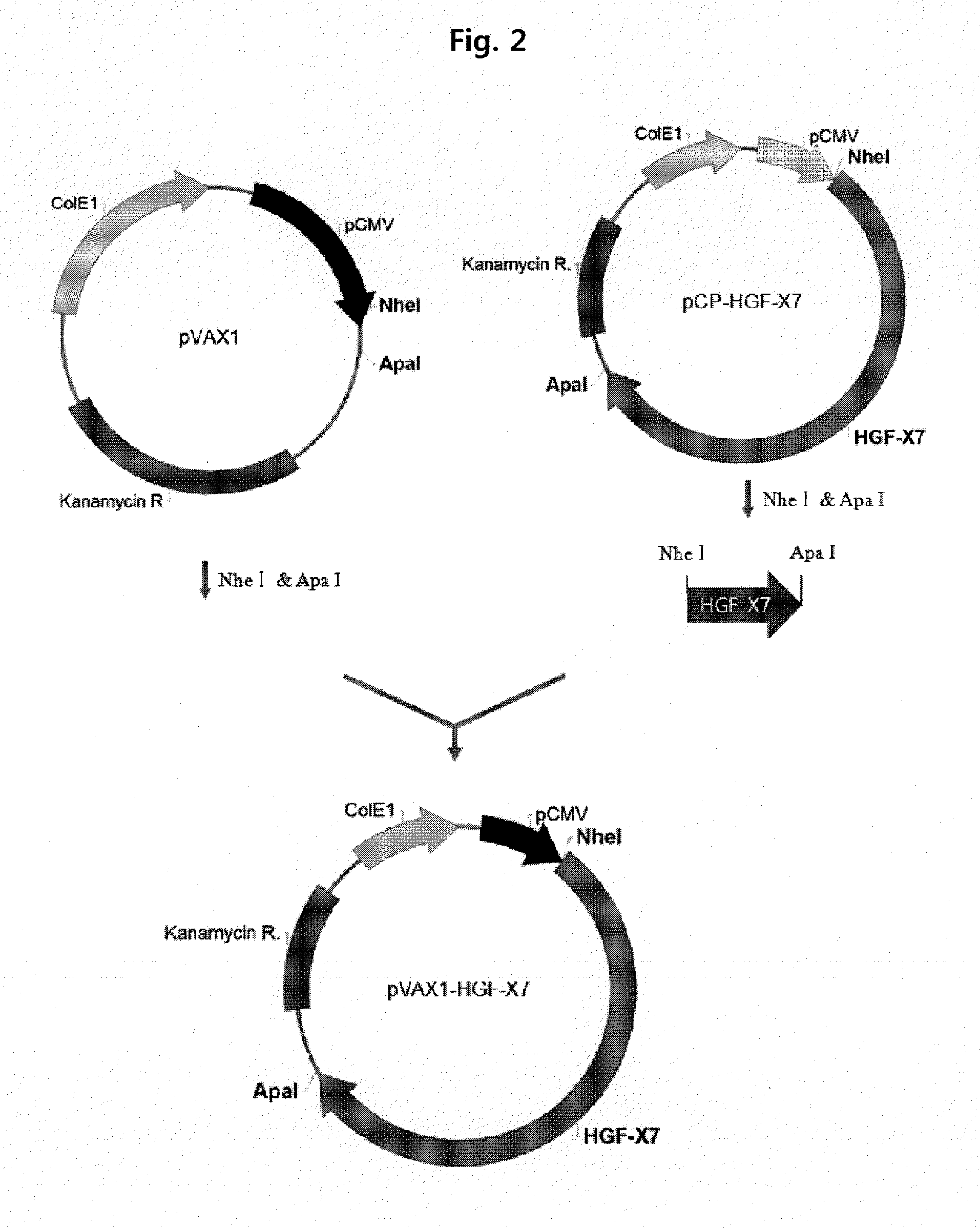 Gene therapy for diabetic neuropathy using an hgf isoform