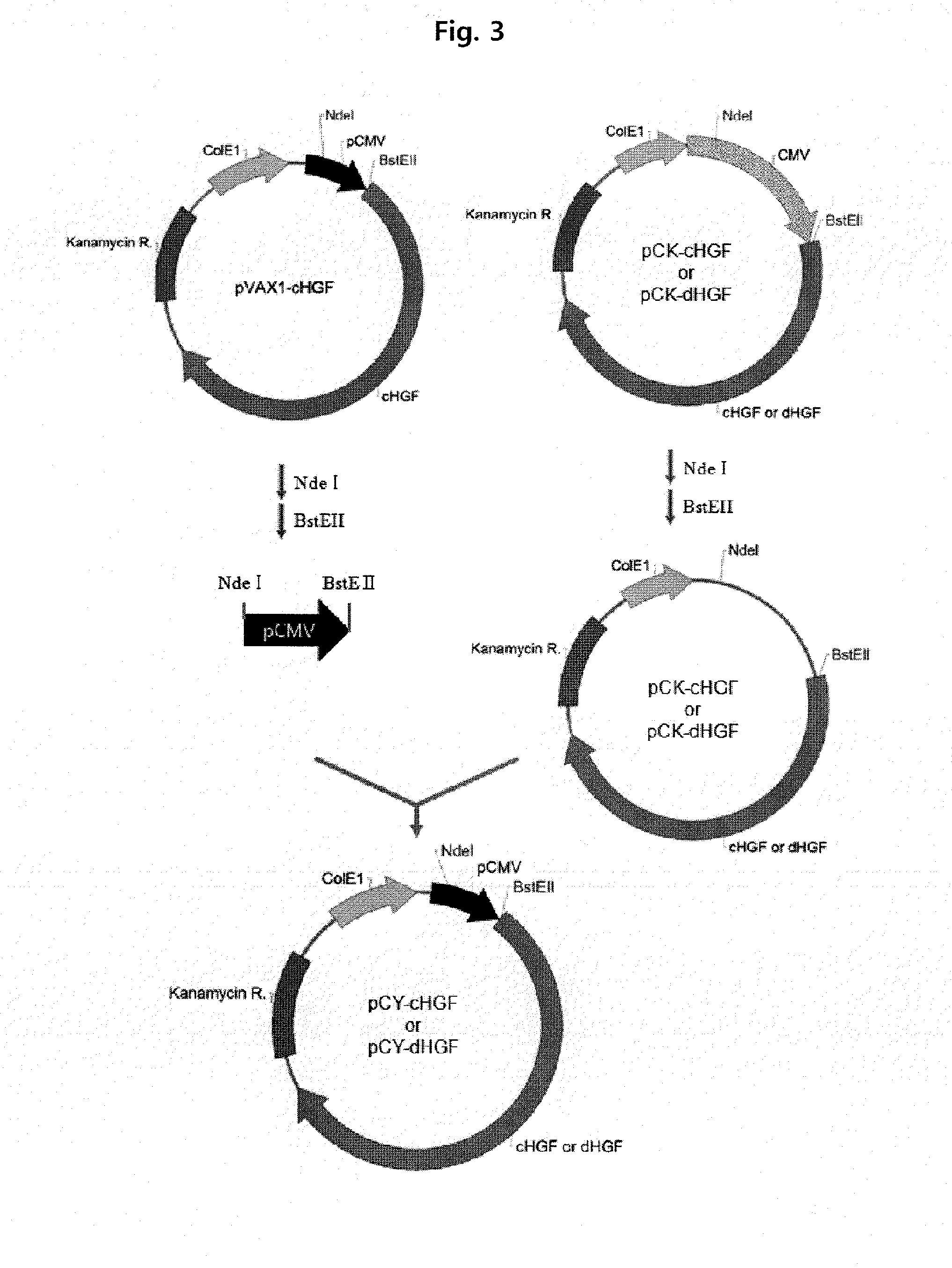 Gene therapy for diabetic neuropathy using an hgf isoform