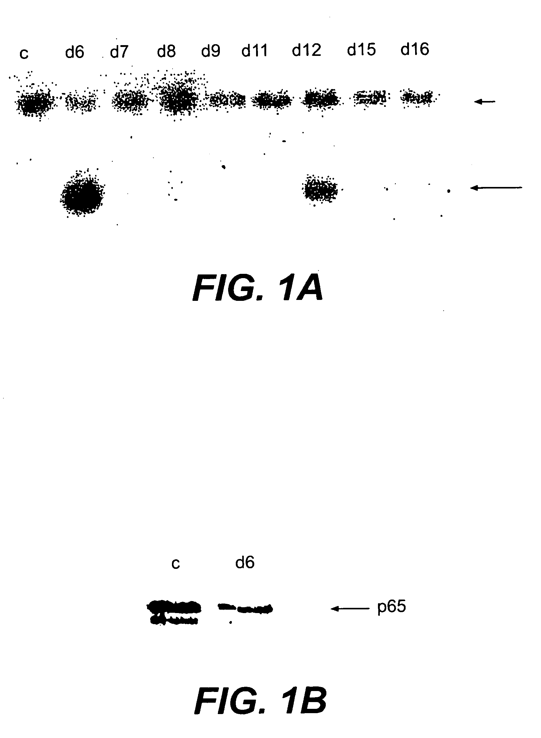 The p65 subunit of nf-kb for the radiosensitization of cells