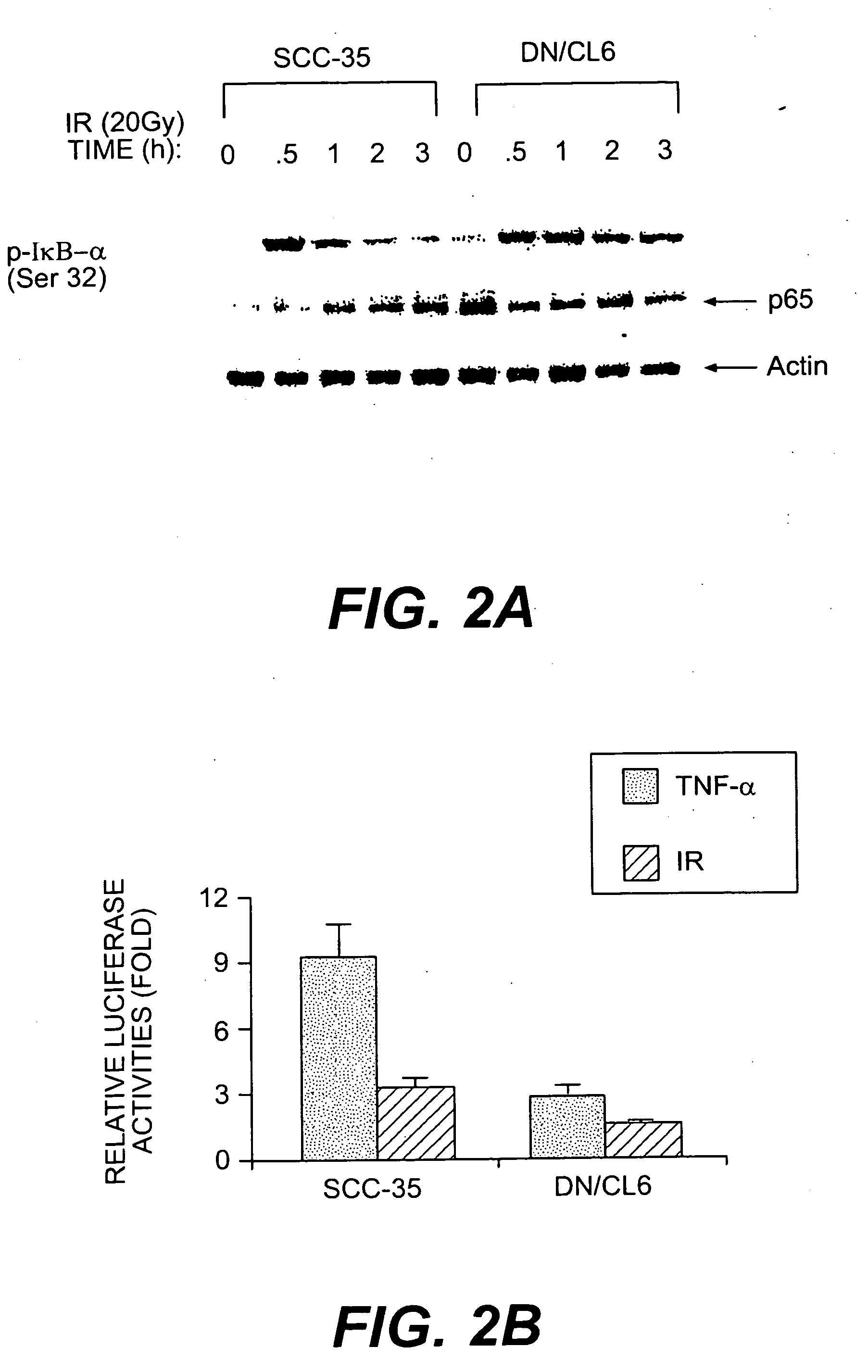 The p65 subunit of nf-kb for the radiosensitization of cells