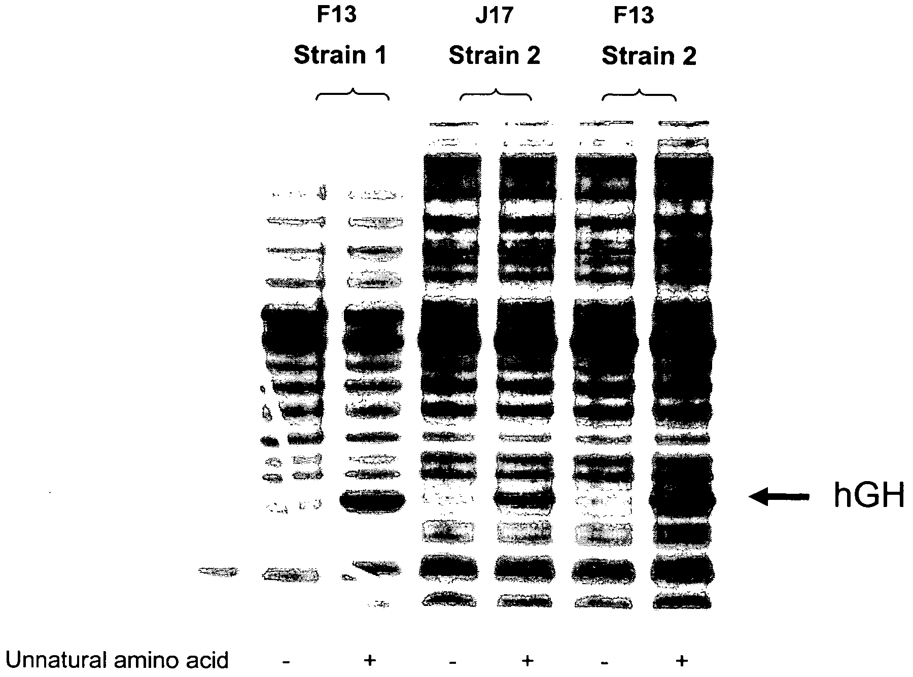 Compositions of aminoacyl-tRNA synthetase and uses thereof