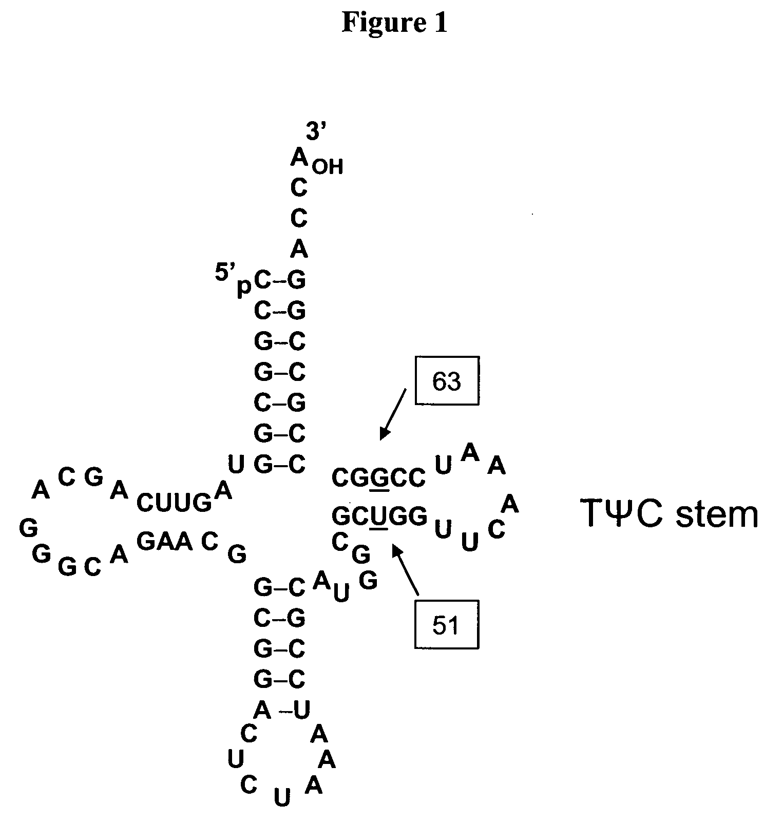 Compositions of aminoacyl-tRNA synthetase and uses thereof