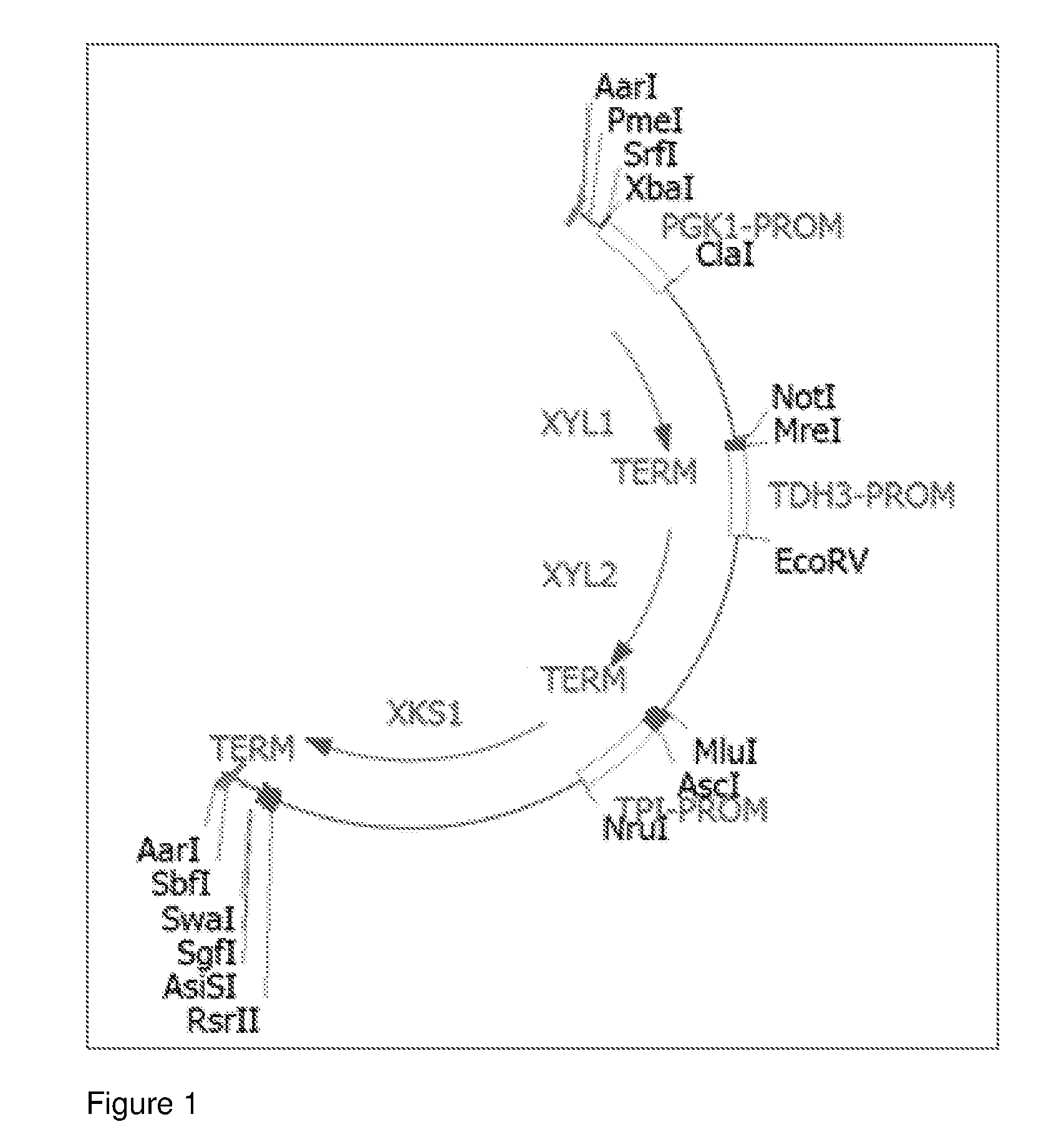 Saccharomyces cerevisiae strains