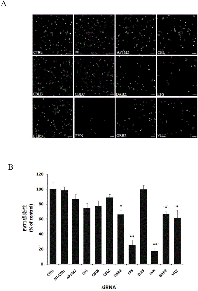 Application of protein tyrosine kinase FYN proto-oncogene in controlling enterovirus 71 infections