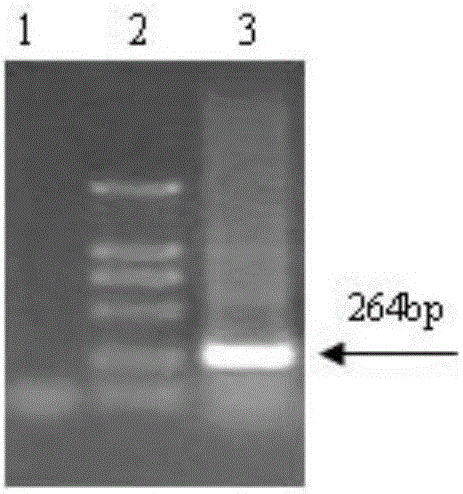 Porcine circovirus type 2 strain, inactivated vaccine prepared from porcine circovirus type 2 strain and application of porcine circovirus type 2 strain