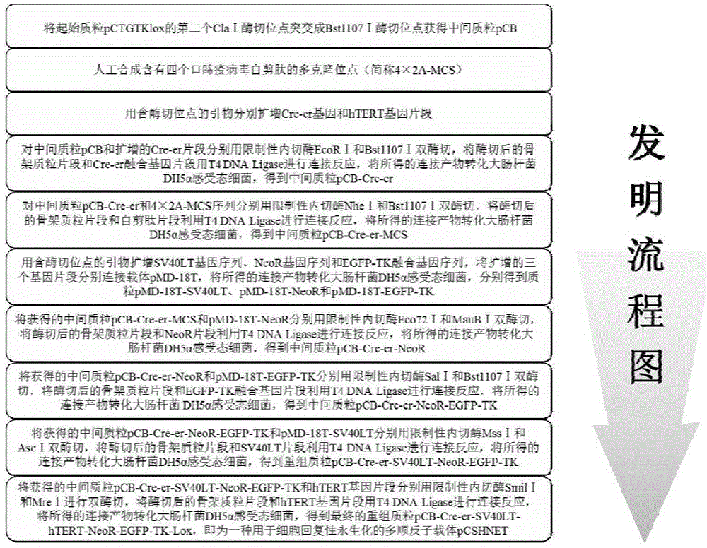 Multicistron vector achieving reversible immortalization of cells and construction method thereof