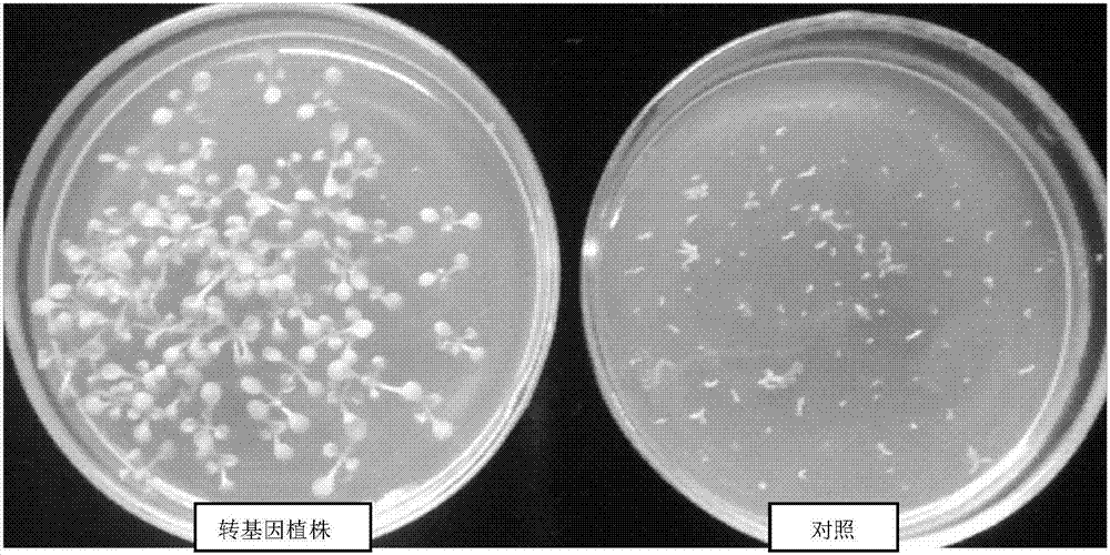 Methylobacterium extorquens heavy metal binding protein MaHMBP, MaHMBP encoding gene, plant binary vector and application