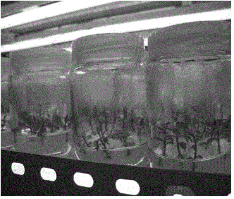 Non-tube rootage method for camellia oleifem tissue culture seedling