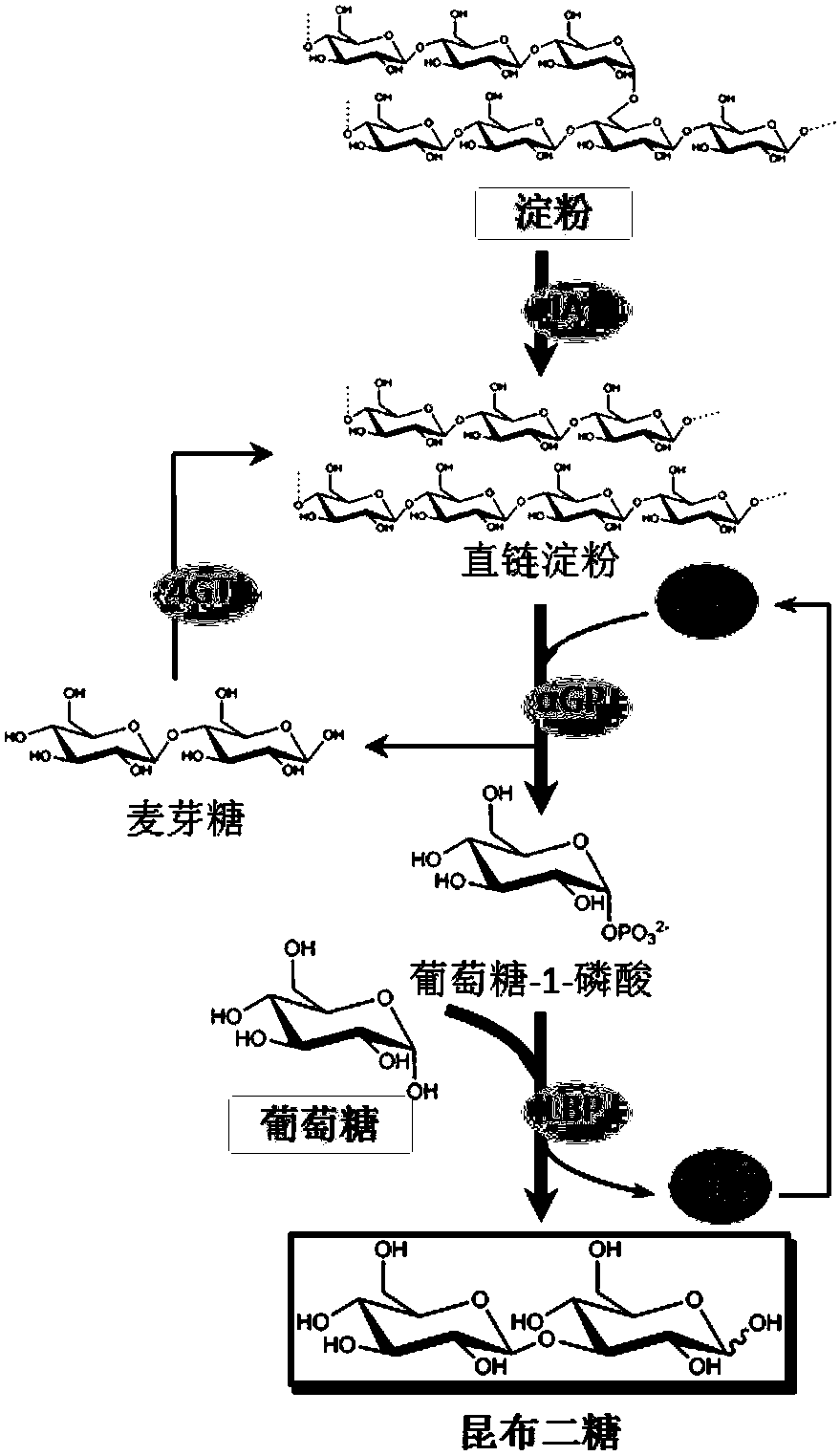 Method for preparing laminaribiose