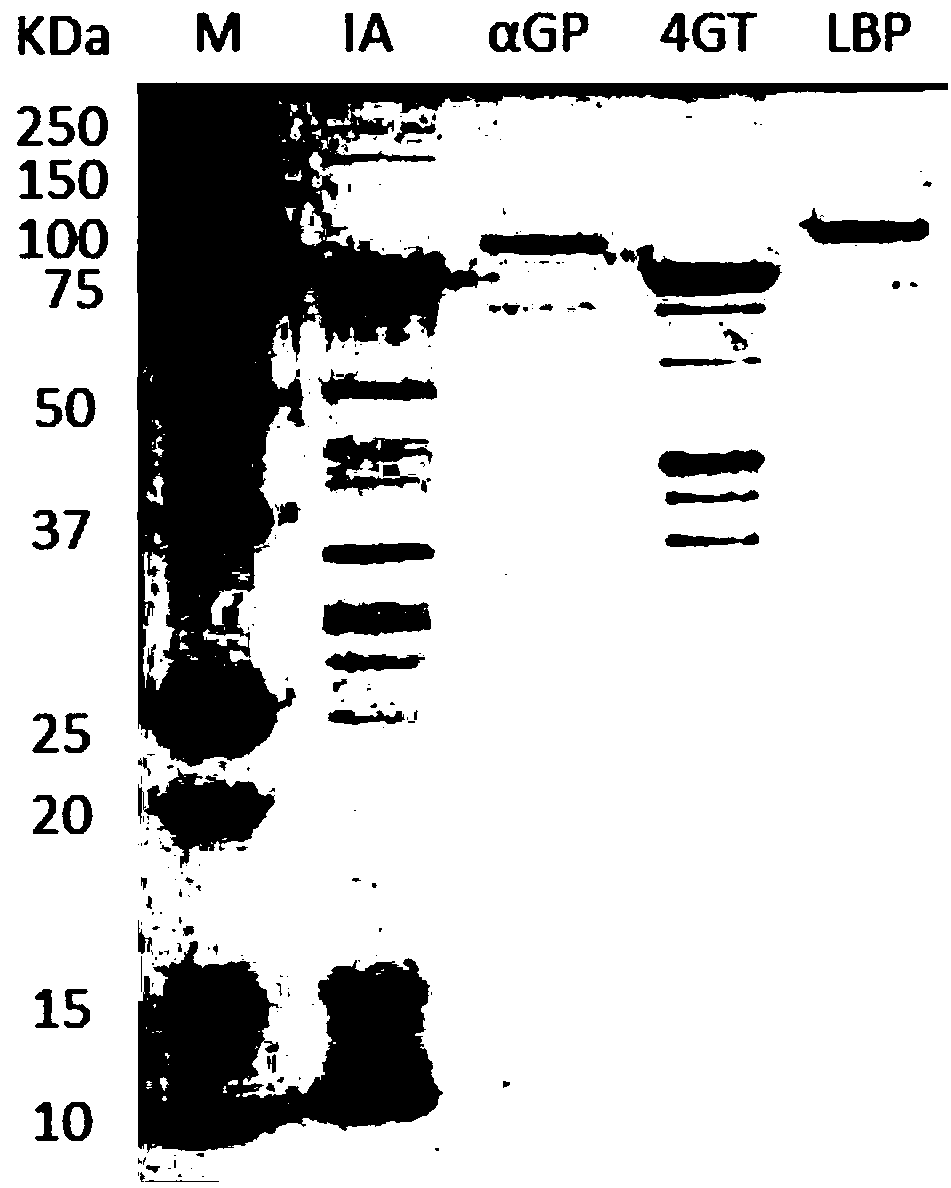 Method for preparing laminaribiose