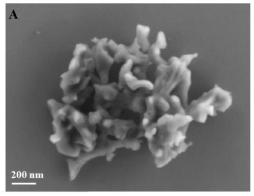 Honeycomb-like oxygen-doped carbon nitride photocatalyst, preparation method and applications thereof