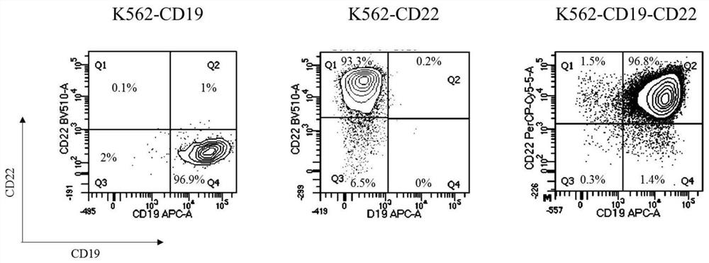 Bispecific CAR structure targeting CD19 and CD22 and application of bispecific CAR structure