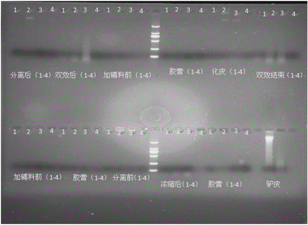 Quantitative detection method for donkey-derived and swine-derived components in donkey-hide gelatin liquid semi-finished product or finished product, composition and kit