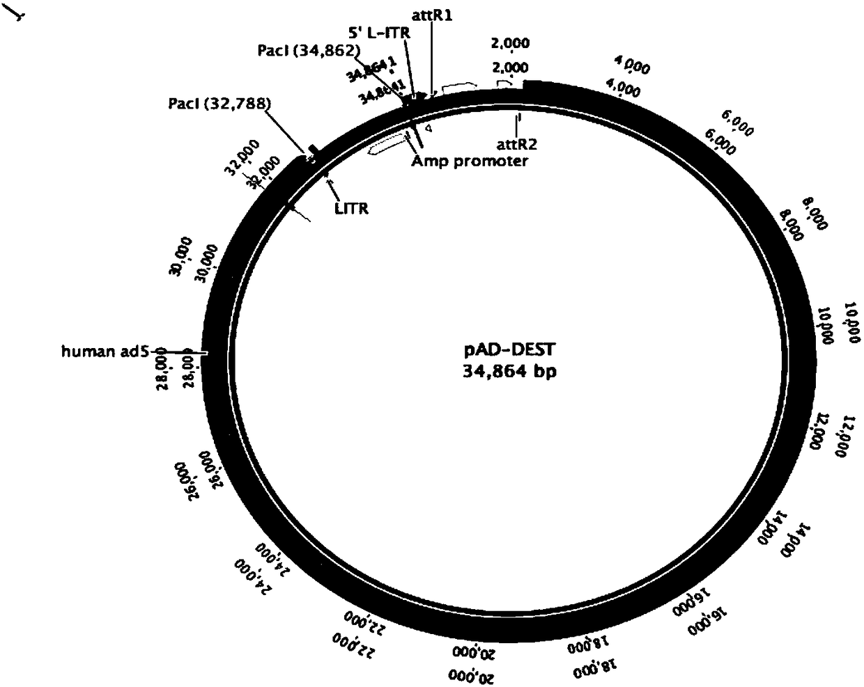 Programmable oncolytic virus vaccine system and application thereof