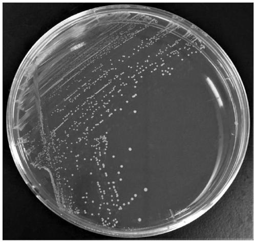 Lactic acid bacterium composition and application thereof